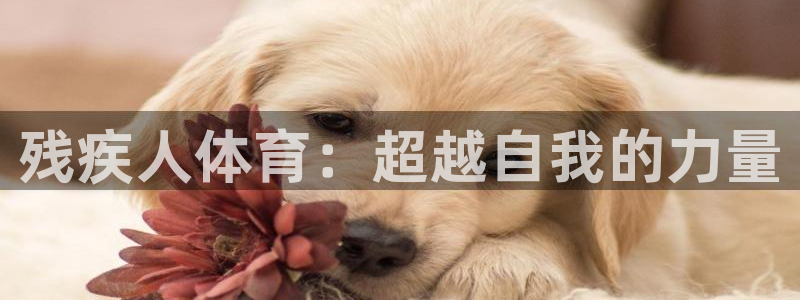 意昂33登陆：残疾人体育：超越自我的力量