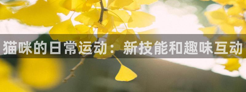 意昂3体育f开户：猫咪的日常运动：新技能和趣味互动